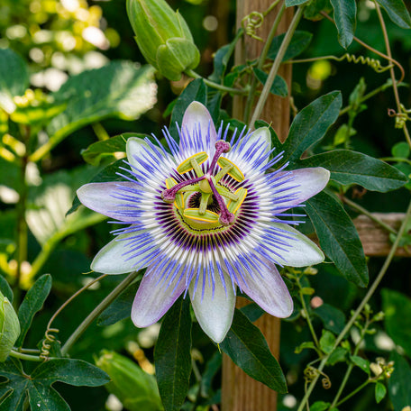 Passionflower