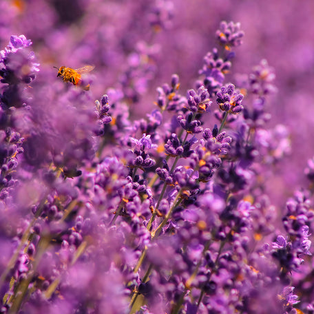 Lavender Oil